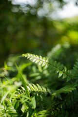 Ferns are exposed to sunlight. The process of plants cooking food in their leaves. Photo of ferns. Green plants growing wild.