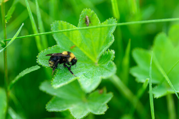 A Busy Bumblebee Visits a Green Leaf Surrounded by Natures Beauty and Abundant Life