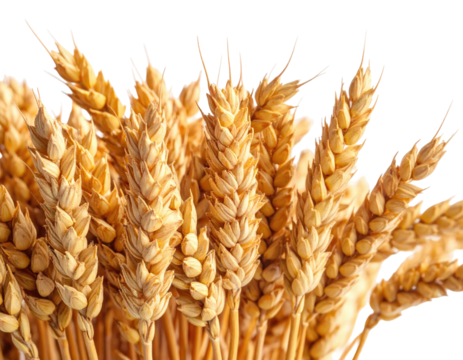 Close-up of golden wheat stalks, harvested and ready, isolated against a transparent backdrop