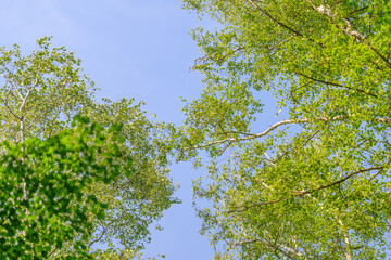 Lush, vibrant green trees stand beautifully against a clear, bright blue sky up above