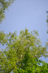 A Lush and Vibrant Green Tree Canopy Spreads Out Under a Clear and Bright Blue Sky