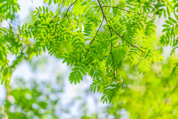Vibrant Green Leaves Bathed in Natural Light for a Refreshing and Peaceful Atmosphere
