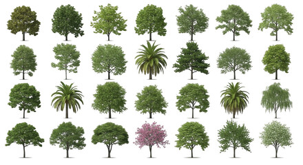 Fototapeta premium Tree isolated on transparent background