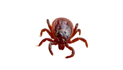 Macro view of a tick with eight legs, reddish-brown, isolated on a black background