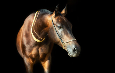 art portrait of beautiful dark bay Akhalteke stallion against black background. close up