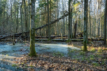 Bogs in the Bialowieza Forest in their winter guise in Poland