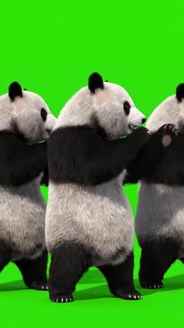 Realistic Animal Animation with panda zoo cg fur 3d rendering cgi vfx loop crowd dance composition mapping cartoon alpha channel distortion, green screen overlay, glitch, static noise, scan lines on