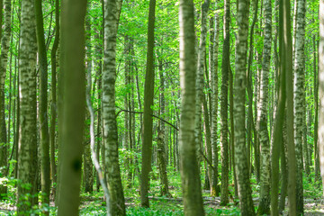 A picturesque lush green forest filled with tall trees that thrive in natural sunlight