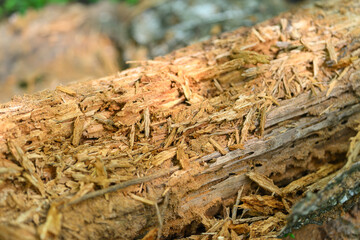 Decomposing log observed to be infested with wood boring insects and their larvae