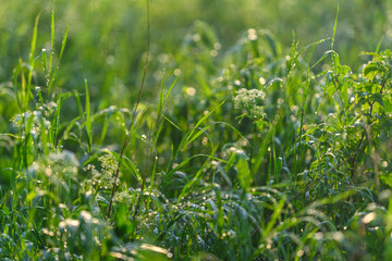 DewKissed Green Grass Glimmering in the Morning Light, Radiating Freshness and Life