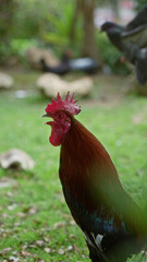 Rooster crowing in a lush green garden under the bright sun with blurred background of plants and stones on a clear day.