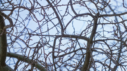 Branches of ceiba tree against clear blue sky in sunny torrevieja spain showcasing intricate details of leafless twigs and unique fruit in natural outdoor setting.