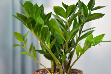 Zamioculcas indoor plant in terracotta pot