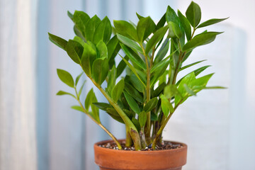Zamioculcas indoor plant in terracotta pot