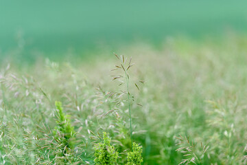 A Beautiful and Serene Green Landscape Featuring Delicate Illustrations of Grass and Flora