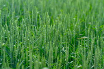 A Lush Green Wheat Field Bathed in the Soft and Gentle Morning Light of Early Dawn