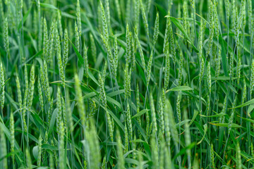 The Lush Green Wheat Fields Flourishing During Their Growing Season of Abundant Vitality