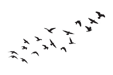 Fototapeta premium Flock of black birds in flight against a white background flying