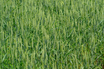A Lush and Vibrant Green Wheat Field Appearing Perfectly Ready for Harvesting in Agriculture