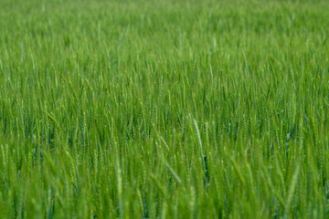 A Lush Green Field of Grain Sprouts in Their Early Growth Stage, Radiating Freshness and Life