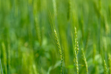 A closeup view of lush green grass found in nature showcasing its vibrant features and texture