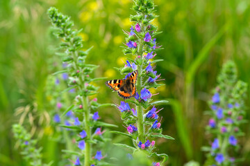A Colorful Butterfly Resting on a Vibrant Blue Flower in a Beautiful Natural Setting