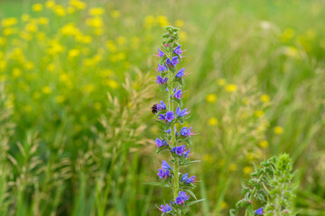 A vibrant wildflower with a bee buzzing around it in a lush and green meadow setting
