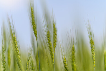Lush and Vibrant Green Grass Blades in Soft Focus Set Against a Clear Blue Sky Above