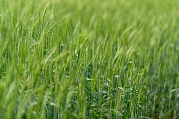 Fototapeta premium A Vibrant Green Wheat Field Flourishing in Springtime under Bright Sunlight and a Gentle Breeze