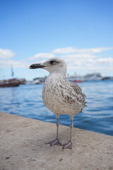 Seagull Standing on the Seaside Promenade in Split, Croatia