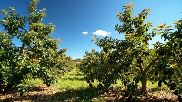 Avocado Orchard on a Sunny Day - This video shows a sunny avocado orchard, with ripe avocados hanging from the trees. The clear blue sky complements the greenery of the grove.