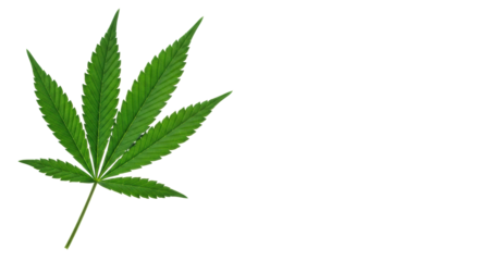 Vibrant emerald green cannabis leaf, seven serrated leaflets, intricate venation, on transparent studio background with copy space right, concept of natural herbal medicine.