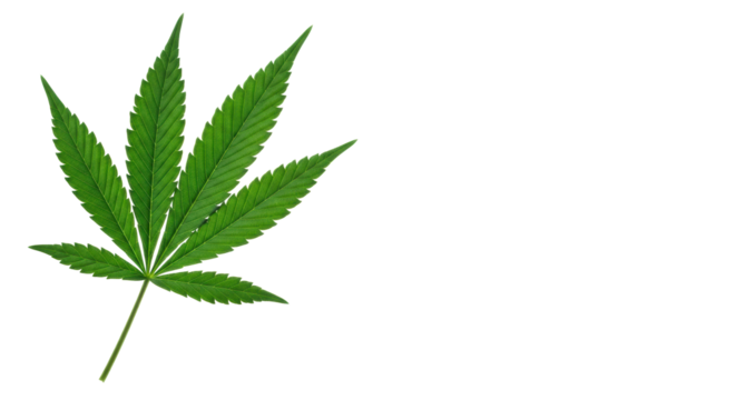 Vibrant emerald green cannabis leaf, seven serrated leaflets, intricate venation, on transparent studio background with copy space right, concept of natural herbal medicine.