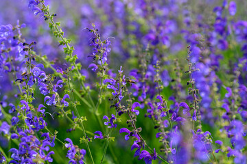 Stunningly Beautiful and Vibrant Purple Wildflowers in Full Bloom During the Spring Season