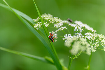 A closeup view of various insects on delicate white flowers set against lush green foliage