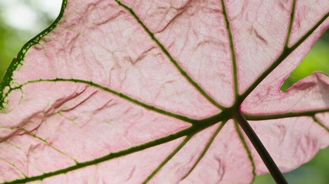 Translucent Pink Leaf Detail with Dark Veins