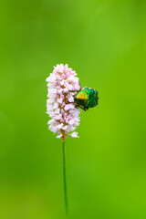 A Colorful Beetle Sitting on a Delicate Pink Flower Surrounded by Lush Greenery and Plants