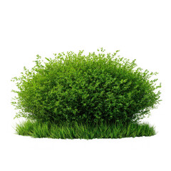  rass bush cut out, green grass bush on a white background