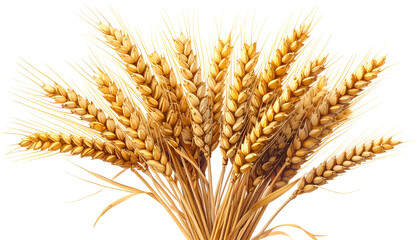 A close-up of a bundle of ripe, golden wheat stalks against a transparent background