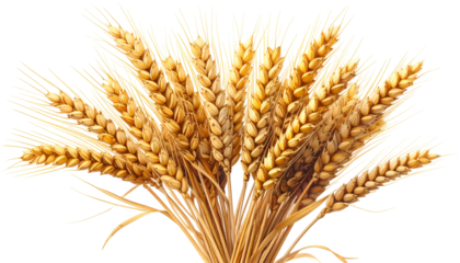 A close-up of a bundle of ripe, golden wheat stalks against a transparent background