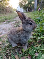 Adorable young rabbit sitting on green grass near a rural path at sunset. Cute gray bunny enjoying nature in a countryside setting with soft light and natural background.