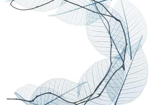 Translucent light blue skeleton leaves with intricate veins, intertwined with brown branches, artfully arranged on a transparent background, concept of delicate natural beauty