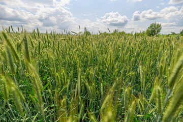 A Beautiful Lush Green Wheat Field Stretching Out Under a Bright and Clear Sky Above