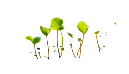 Green seedlings with water droplets glow against a black background