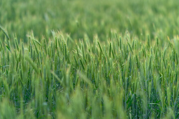 Fototapeta premium A Beautiful Green Wheat Field at Sunrise Under Bright Skies, Bathed in Glorious Light