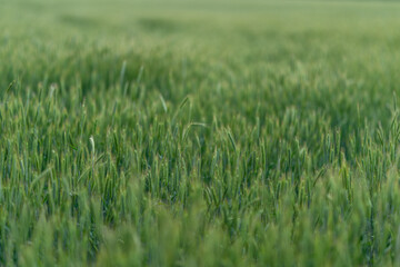 A picturesque Lush Green Landscape of Rice Fields Captured in Beautiful Natural Light