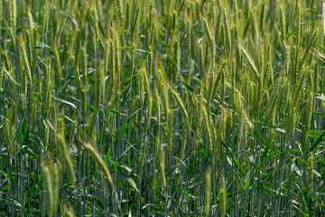 Obraz premium Golden Fields of Wheat Stretching Under the Bright Sunlight During Their Peak Growth Stage
