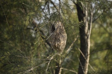 Nido de pájaro moscón