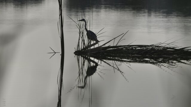 Garza real y su reflejo en Almenara