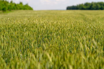 Obraz premium Lush Green Wheat Field Flourishing Under Beautiful Sunny Skies with a Vibrant View
